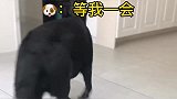 铲屎官想吃橘子又不想剥，狗狗教它一招，把橘子拿给女主人剥！
