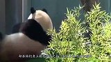 在熊猫面前，日本人毫无抵抗之力，简直是帝王般的待遇！