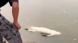 男子去人工养殖鳄鱼场，发现一条溺水身亡的鳄鱼