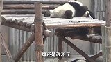 大熊猫妈妈们调皮起来可不是一般的熊孩子能比的！