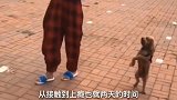 我们家狗子跳广场舞着魔啦，叫吃饭都不回去