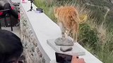 猫如果有应激反应后果很严重