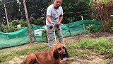 体型最大的追踪神犬，寻血猎犬，霸气的头脸，看着也是非常凶猛