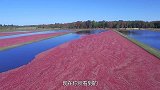好好的蔓越莓，为何要泡在水中采摘，看完涨知识了