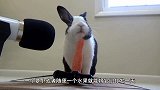 兔子的尾巴是拉粑粑开关，主人一按就拉，睡着也能拉
