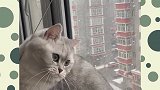 搞笑：下雪了，小猫咪该冬眠了哦