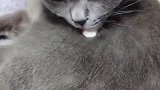 猫：我可是爱干净的猫，你把酸奶挤我身上干嘛啊！
