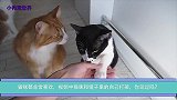 猫咪都非常喜欢，视频中猫咪和镜子里的自己打架，你见过吗？
