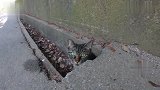 哭笑不得，网友试图引出水沟流浪猫反而引来另一只萌物