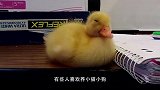 宠主家里养了一只小鸭子，太可爱，主人睡觉都要带在身边