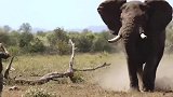 愤怒的大象冲向路人，还好只是虚惊一场