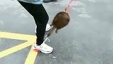 甲鱼：放开我，不然我不松口！