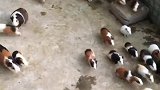 豚鼠又称荷兰猪可肉食可做宠物饲养