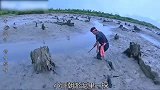 小哥滩涂赶海捕捉大青蟹，一只接一只赚大了