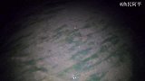 夜晚阿平在沼泽地赶海发现神秘物种，又遇见了会遁地的奇怪花朵