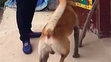爷爷的眼睛腿脚不怎么好，爷爷出去虎子永远都会在前面