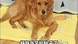 奶茶误会主人