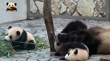 两只软萌无敌的熊猫小不点儿开启熊孩子模式，熊猫妈妈：我太难了