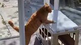 这是真的塌房了，猫咪好像有点尴尬