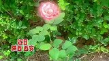 男生在镜头里发现花朵在发光，太治愈了