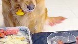 原来狗狗真的会投资