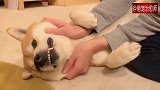 主人尽情揉柴犬的脸，好像是在揉面团一样，好舒服！