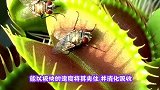 香烟放捕蝇草嘴里会发生什么网友称太魔性，镜头记录全过程