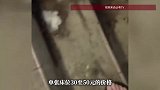 深圳一小区内开10余家青旅，居民不满：有住客搭讪未成年女孩，社区回应