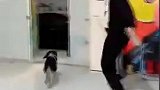 胡歌为狗引路！