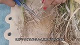窗户上挂一把大葱，别提多厉害了，邻居纷纷跟着学