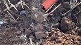 男子犁地，把地下电缆犁断了，导致几个村全部停电