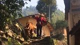 走在乡间的小路上，暮归的老牛是我同伴