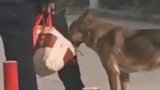 俩男子酒后搂在一起叙旧，打包回来的饭菜被狗子打劫