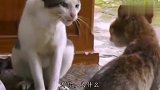 两只花猫吵架，配上音以后，别有一番风味