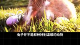 兔子 那些对于兔子的误解（二）萌宠出道计划 涨知识