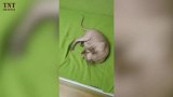 一只小猫咪躺在毯子上，原来是在玩玩具啊，好可爱啊！