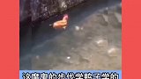 鸡游泳有没有见过
