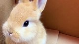 兔兔这么可爱