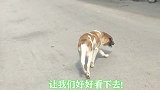 虎斑的斑纹，长在白狗黄头身带印的印里，这狗难得一见