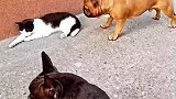 小狗不敢跟猫正面碰，只能在其身后小吠