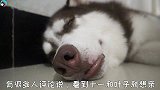 边牧被主人亲的反应，二哈被主人亲的反应，差距一目了然！