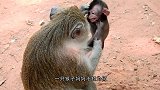 可怜的小猴惨遭母猴残忍暴打，最后奄奄一息，辛酸泪目瞬间！