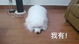 原来你有小爪爪的呀