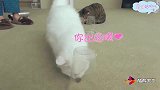 吃货猫咪的力量无穷大，让我们无可匹敌
