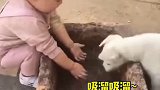 千万不要让小朋友和小 动物 独处，会出大事儿的哈哈哈哈哈哈 狗狗 羊羔  沙雕  搞笑