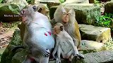 猥琐的啃老猴，猴妈很溺爱它啊