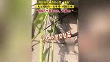 居民楼现空心菜“瀑布”5楼垂到1楼
