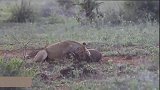 狮子狩猎疣猪成功，岸边休息偶遇河马，狮子遭到河马驱赶出领地！