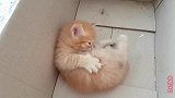 领养流浪小野猫，一眼相中这只小橘猫，是只小奶猫需要好好照顾