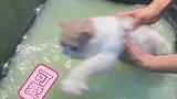 加菲猫第一次洗澡，没想到它刚触到，就有抵触情绪了